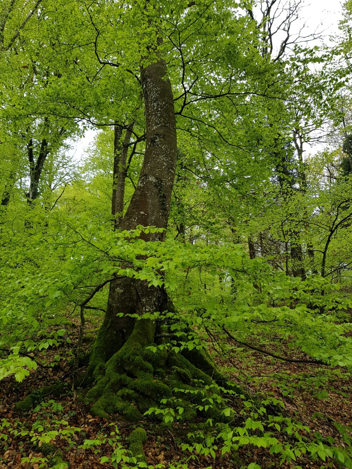 la Forêt de Concise Grand Arc